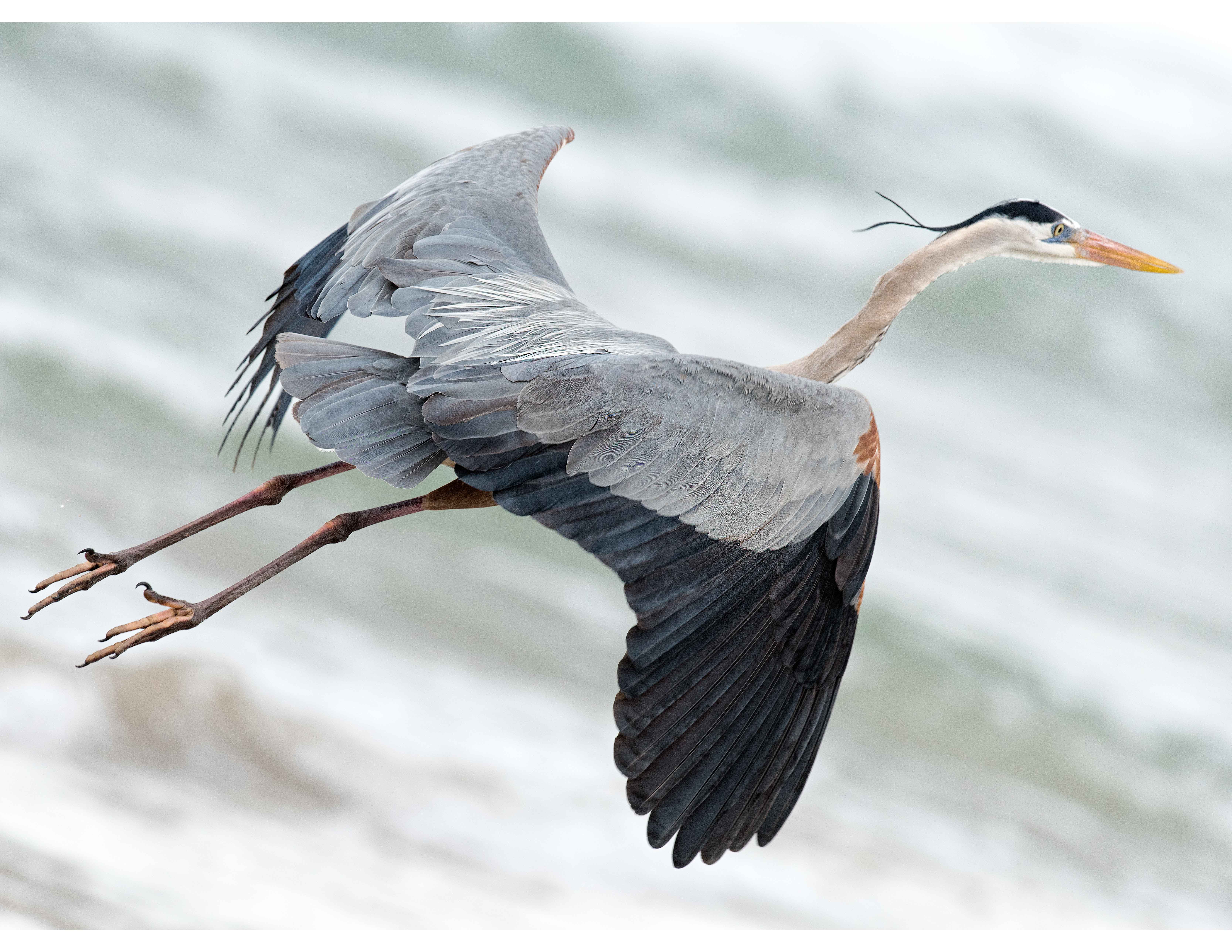 Blue Heron Flying Off To Catch A Fish | Shutterbug